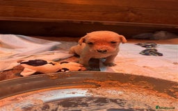 Labrador Retriever dogs for sale: Labrador Puppies Looking for Their Forever Homes!  - Image 11