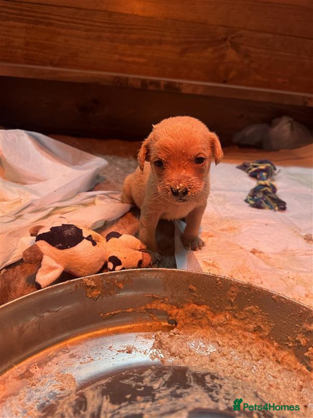 Labrador Retriever dogs for sale: Labrador Puppies Looking for Their Forever Homes!  - Image 11