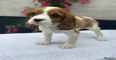 Cavalier King Charles Spaniel dogs - Advert 12
