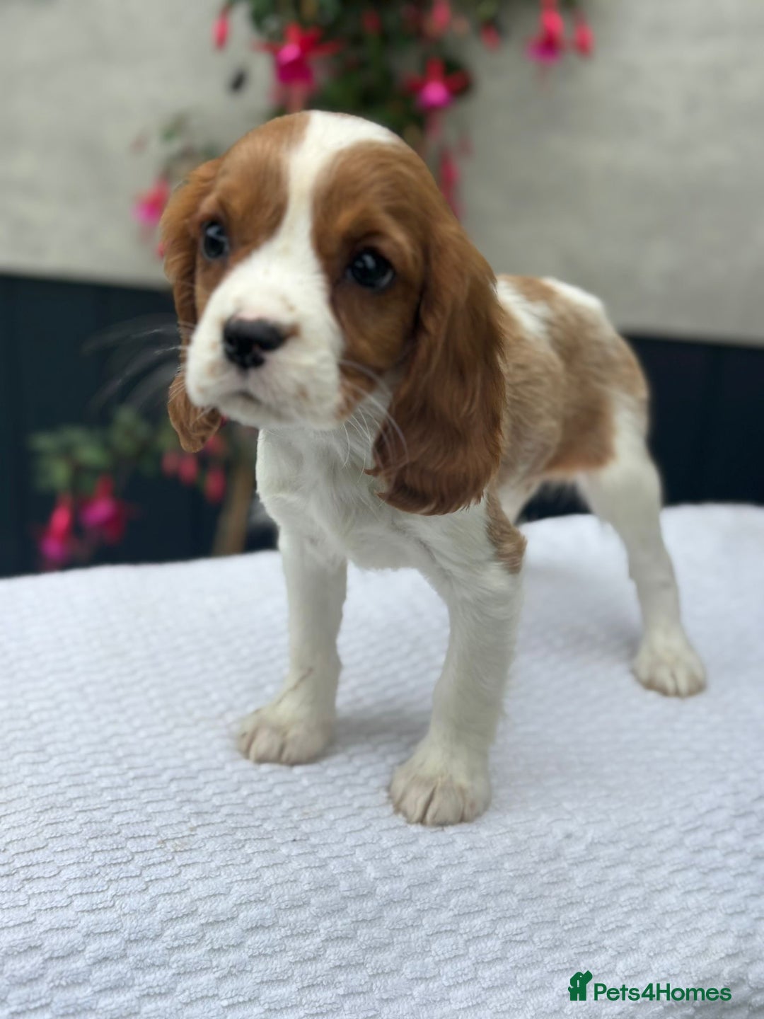 Golden Retriever Brittany Spaniel Mix Puppy Cocker Spaniel