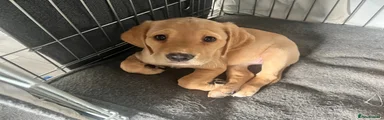 Cockerdor Puppy 7