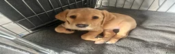 Cockerdor dogs for sale: Cockerdor puppies - Advert 5