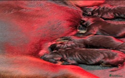 Mixed Breed dogs for sale: Working Australian Kelpie x Chinese Red Dog Pups - Image 2