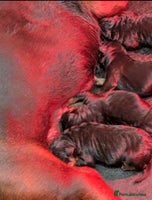 Mixed Breed dogs Working Australian Kelpie x Chinese Red Dog Pups - Advert 3