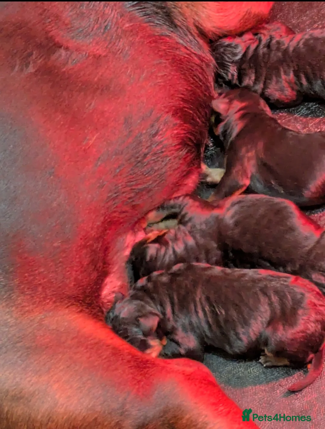 Mixed Breed dogs for sale: 2 Boys🐕🐾Kelpie x Chinese Red Dog - Advert 6