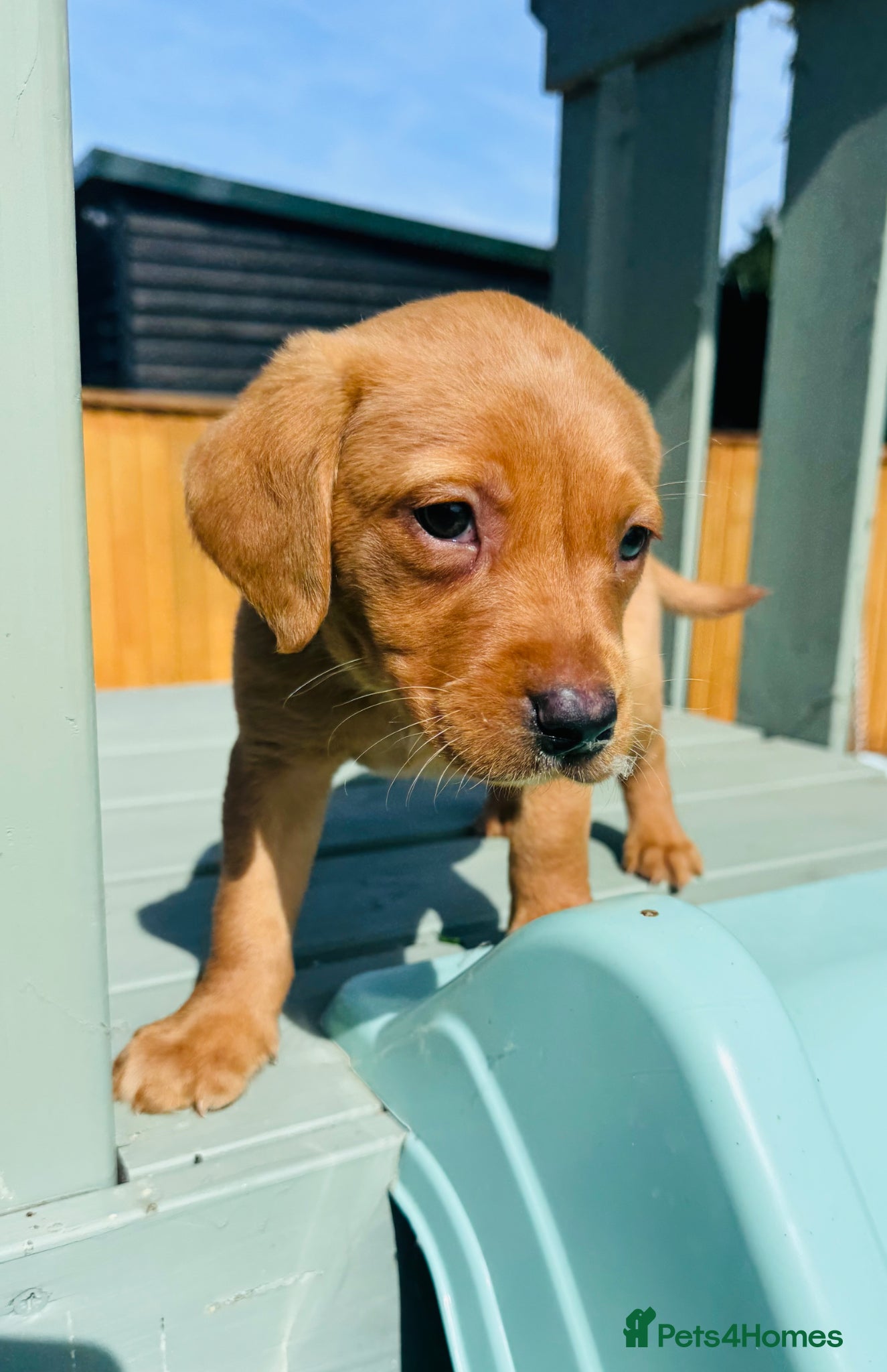 Labrador Retriever dogs Fox Red KC Registered Labradors 🐾🐾🐾 - Advert 2