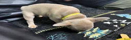 French Bulldog dogs for sale: Beautiful French Bulldog puppies - Advert 35