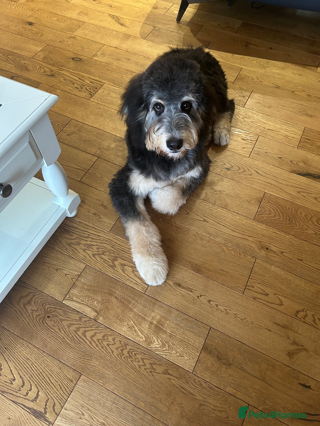 Bernedoodle dogs for sale: Bernedoodle puppy for sale  - Image 6
