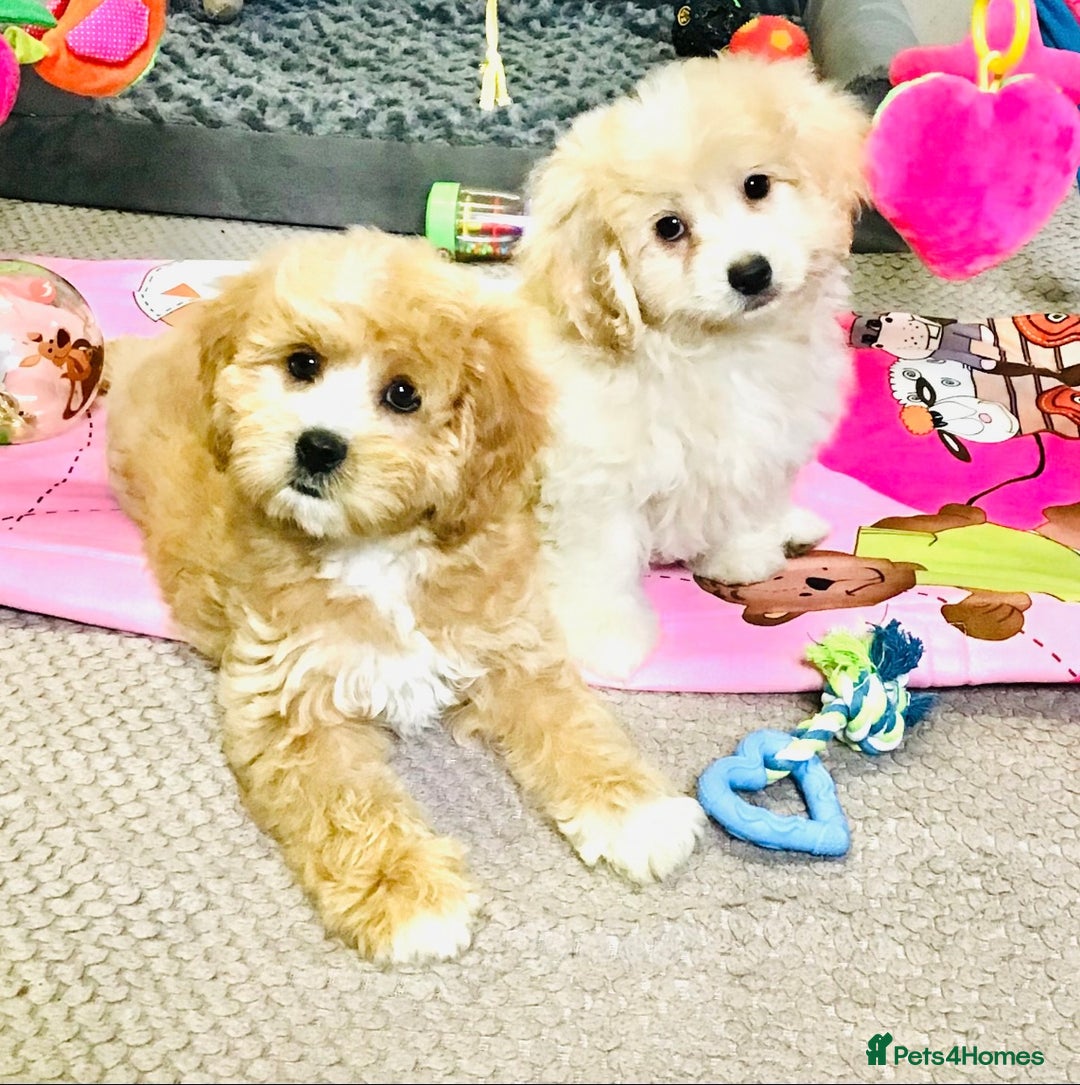 Cavapoo dogs for sale: 🩷F1b CAVAPOO GIRLS~ READY FOR NEW HOMES 🩷 - Image 12