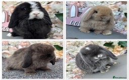 Mini Lop rabbits for sale: 🌟PURE BRED PEDIGREE MINI LOPS🌟 - Image 33
