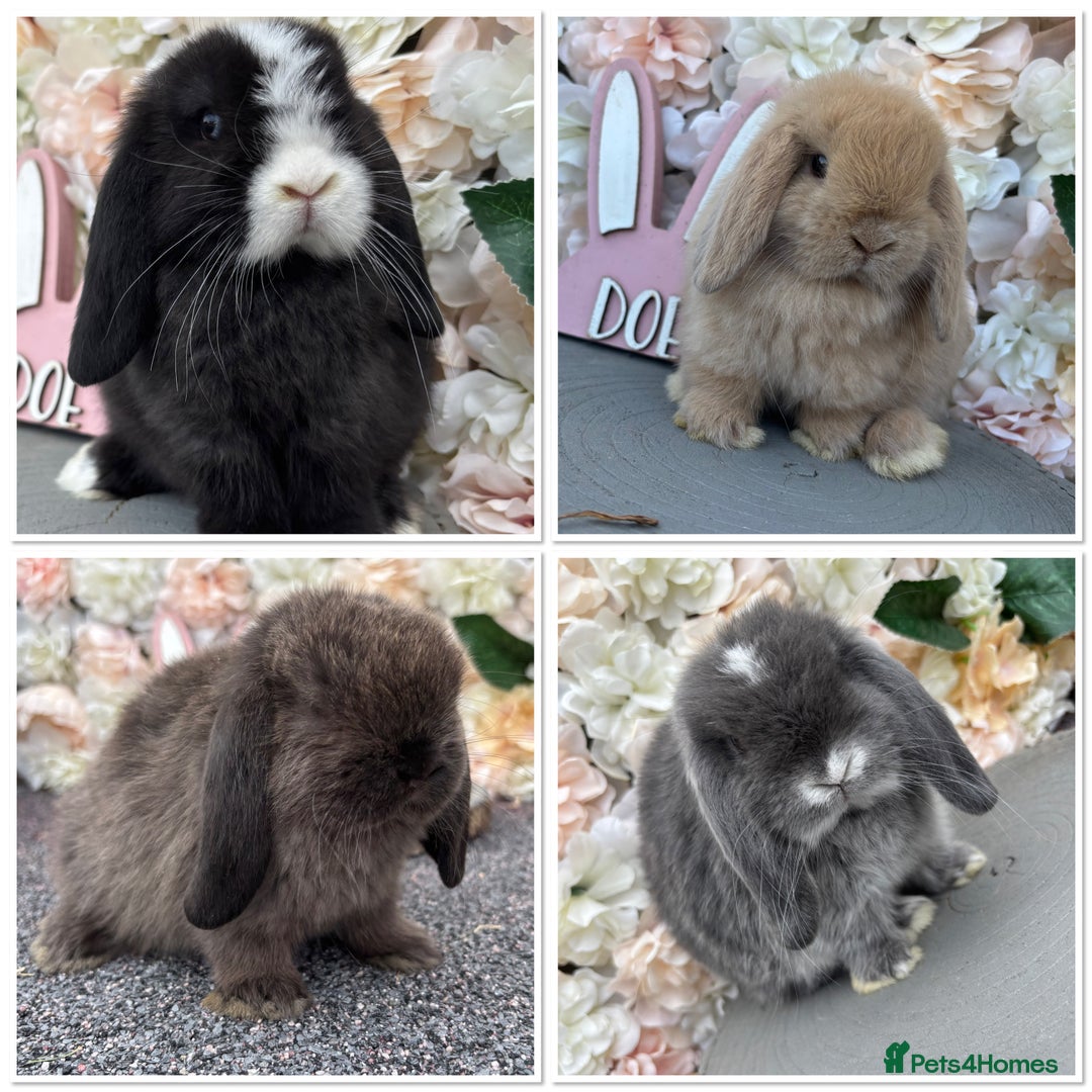 Mini Lop rabbits for sale: 🌟PURE BRED PEDIGREE MINI LOPS🌟 - Image 33