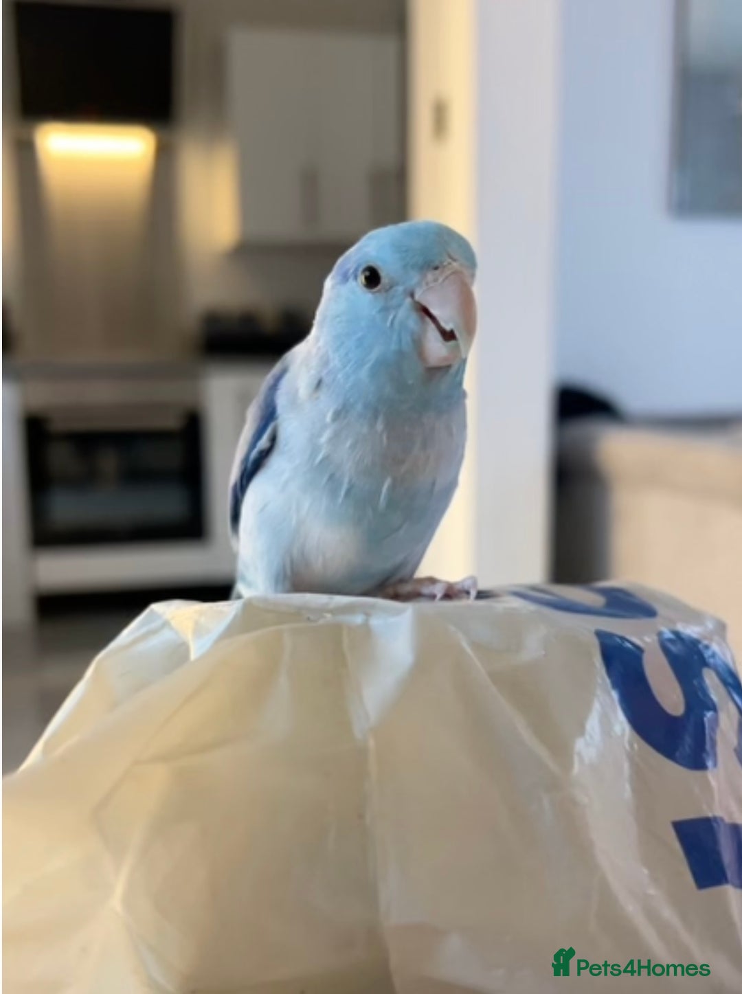 Parrots birds for sale: Parrotlet - Advert 1