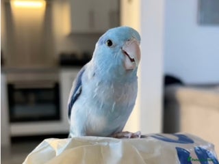 Parrots birds Parrotlet - Advert 1