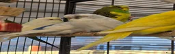 Budgerigars birds for sale: Young budgies for sale.  - Advert 4