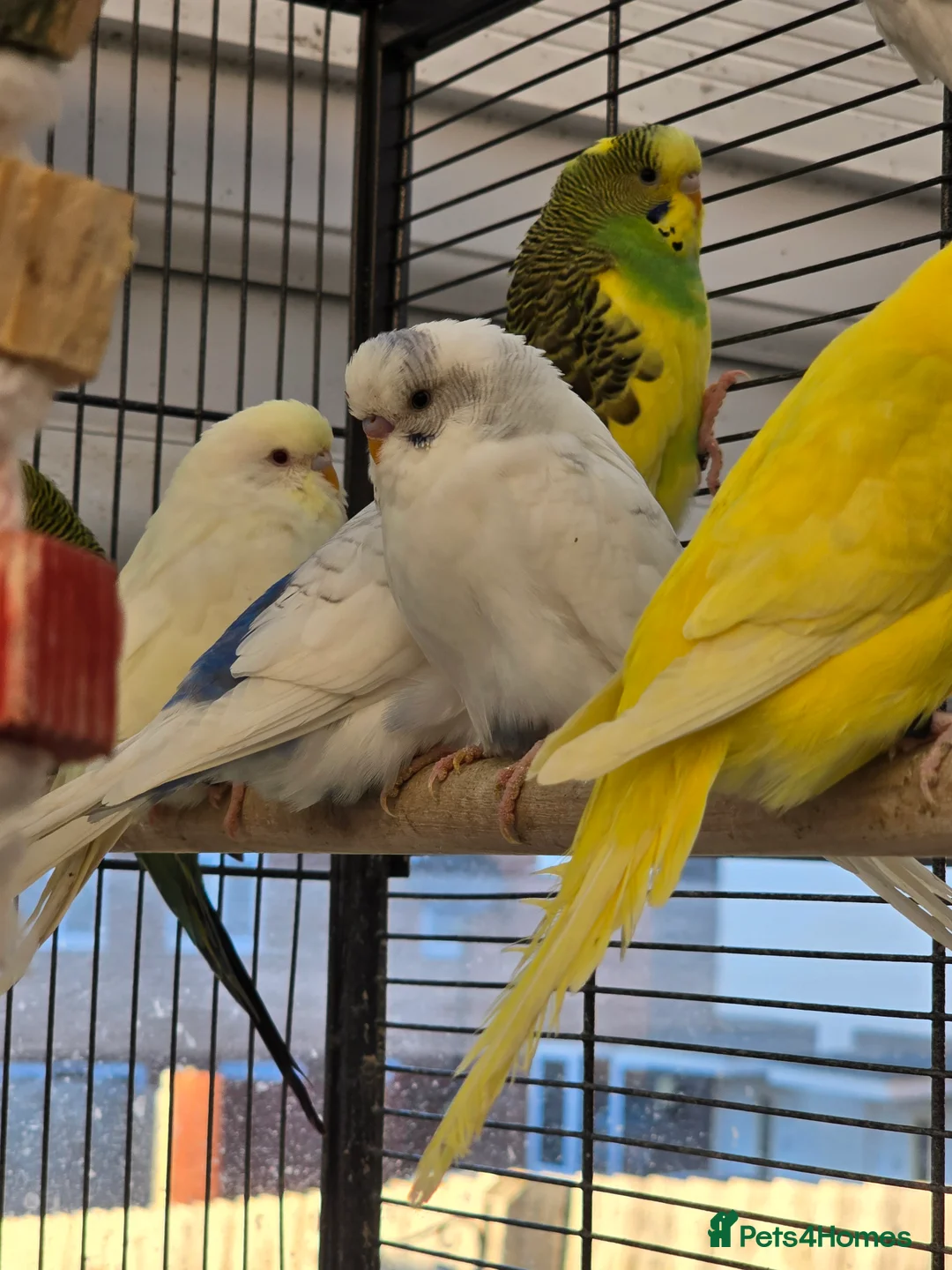 Budgerigars birds for sale: Young budgies for sale.  - Advert 4