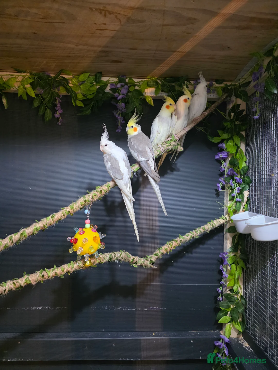 Cockatiels birds for sale: Cockatiels  - Advert 2