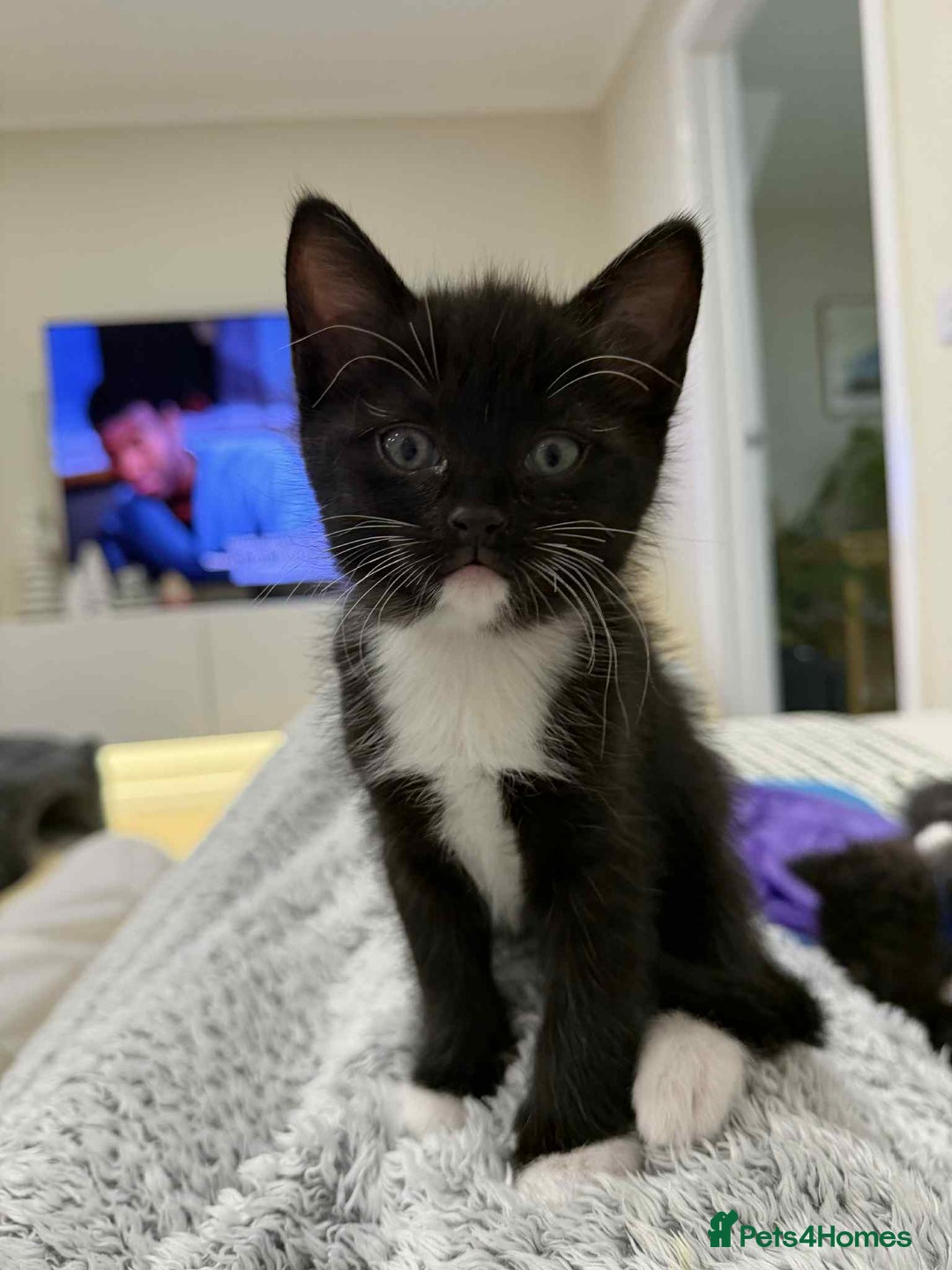 Ragdoll cats for sale: Ragdoll mix  - Advert 4