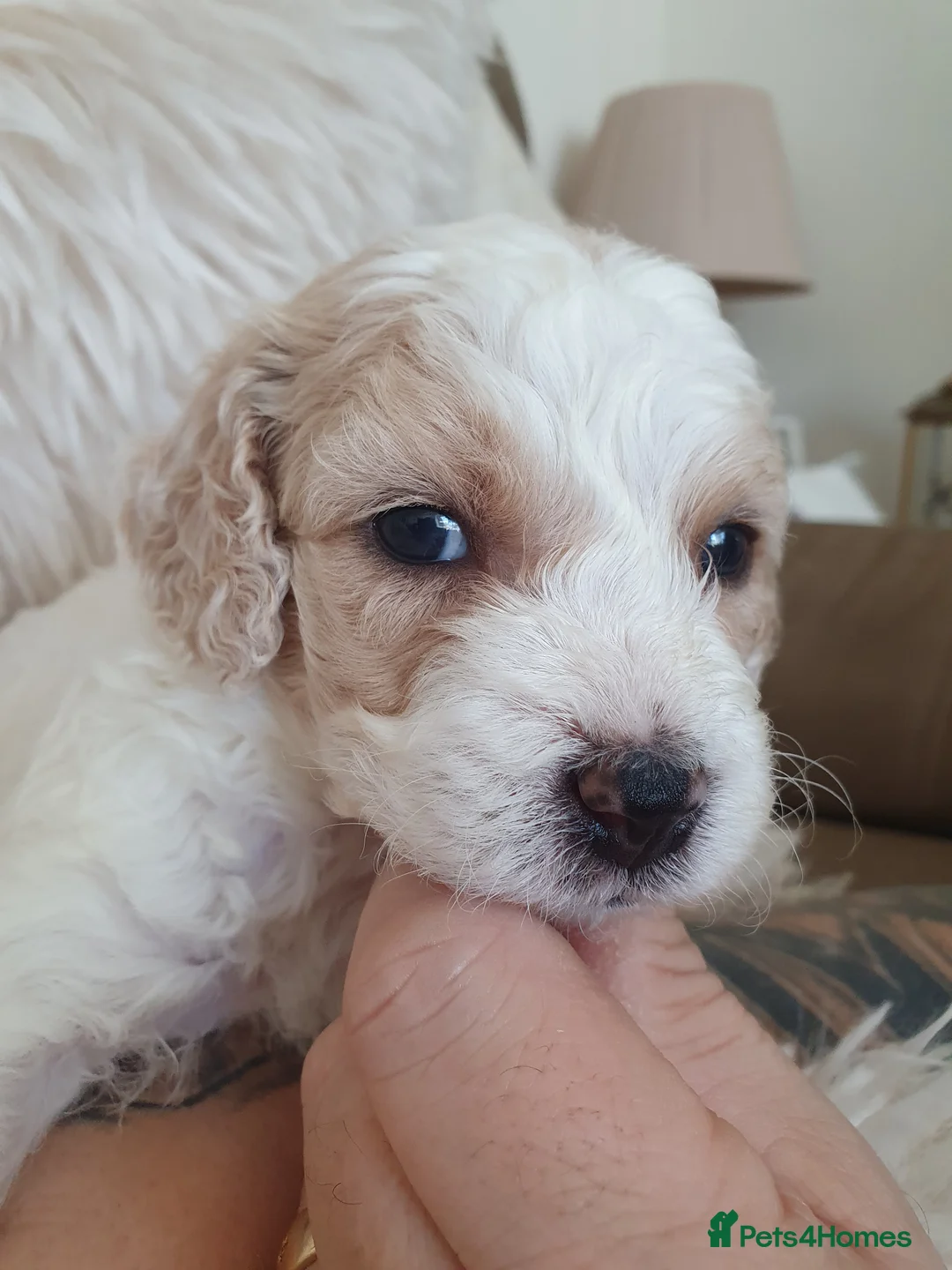 Mixed Breed dogs for sale: Beautiful little of cavapoochon puppies - Advert 8