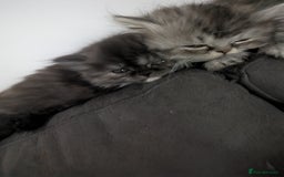 Persian cats for sale: Beautiful Persian kittens  - Image 2