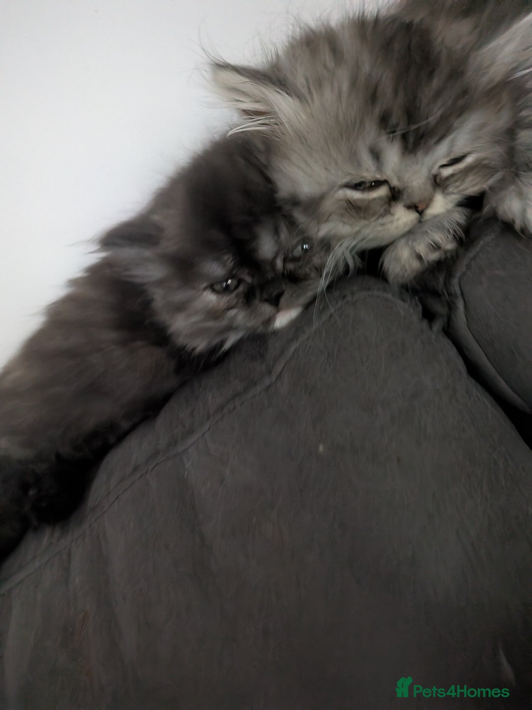 Persian cats for sale: Beautiful Persian kittens  - Image 2