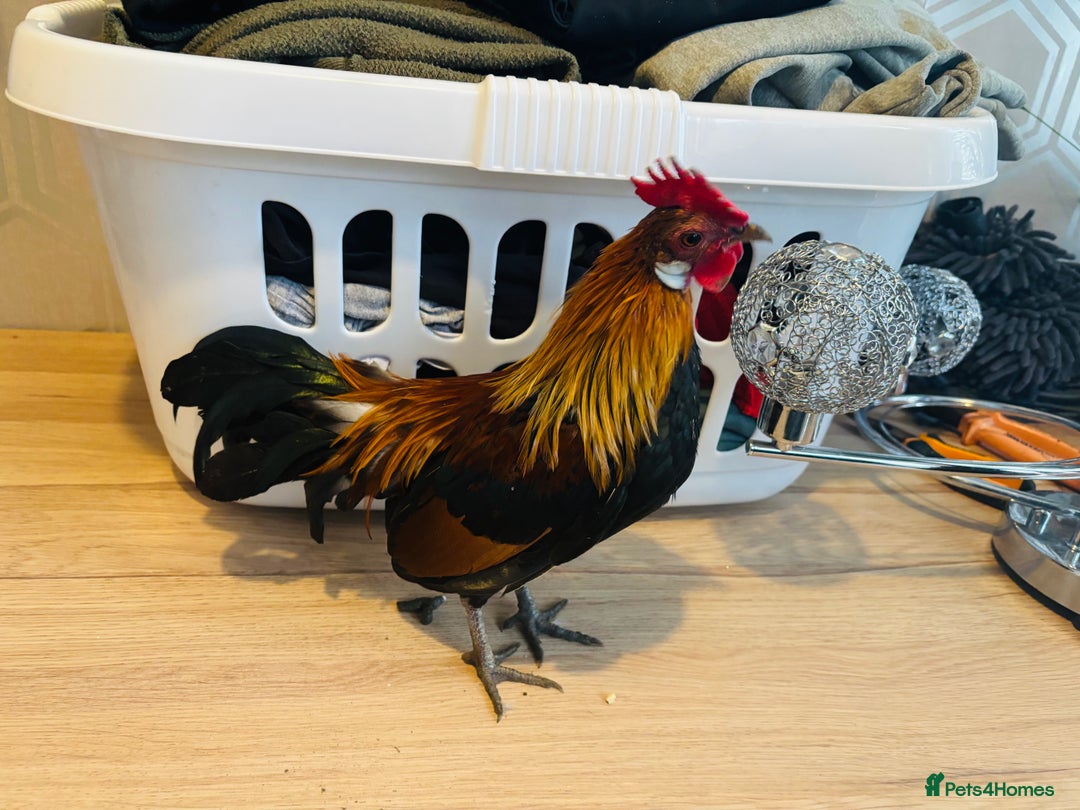 Chickens poultry for sale: Dutch Batam rooster  - Image 2