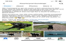 Labrador Retriever dogs for sale: Equal parts adventure and sofa buddies (Labradors) - Image 31