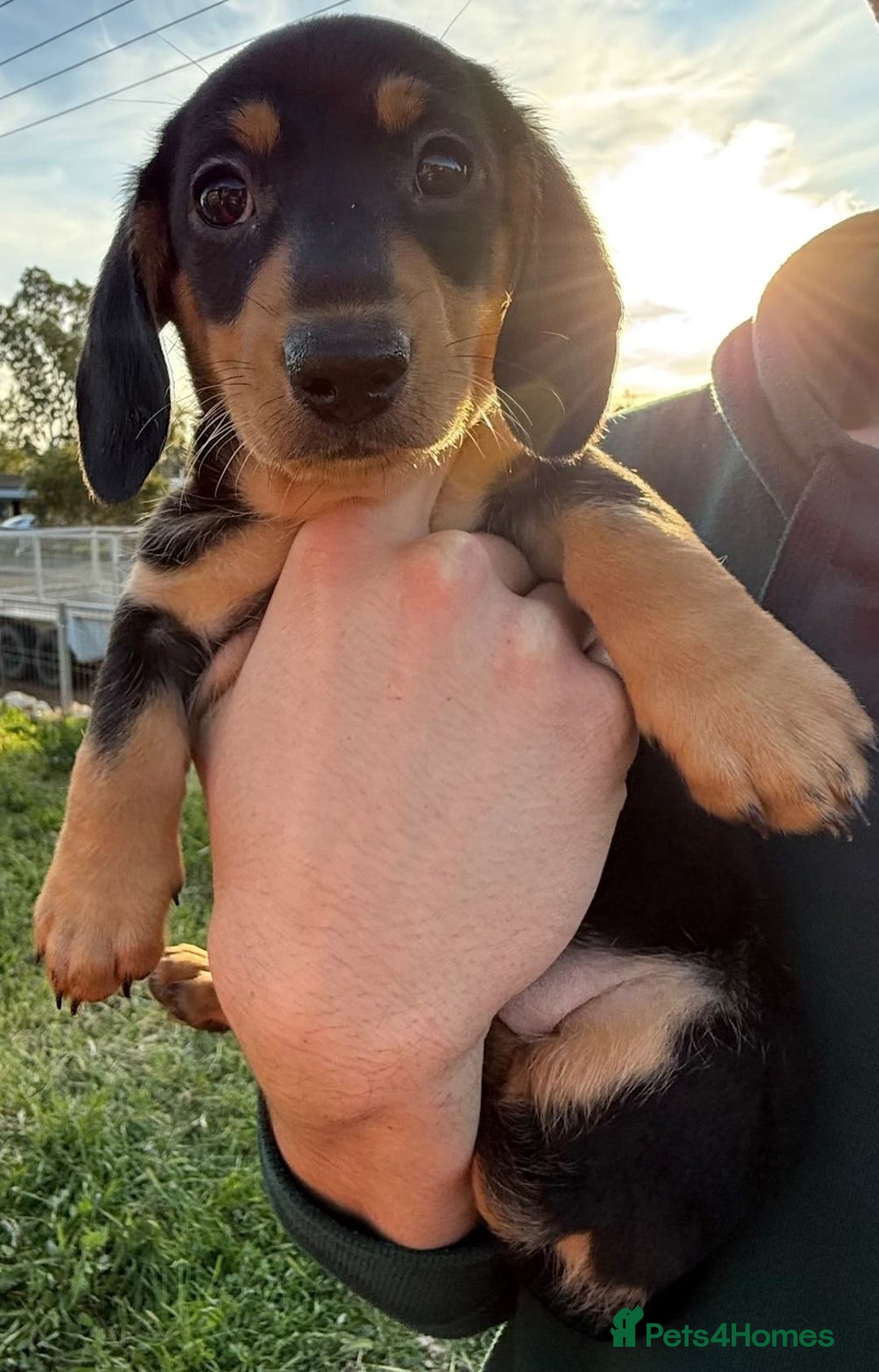 Miniature Dachshund dogs for sale: peaceful purebred mini dapple doxies for sale - Image 3