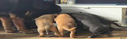 Mixed Breed dogs for sale: Tibetan Mastiff Crossbreed Pups - Advert 34