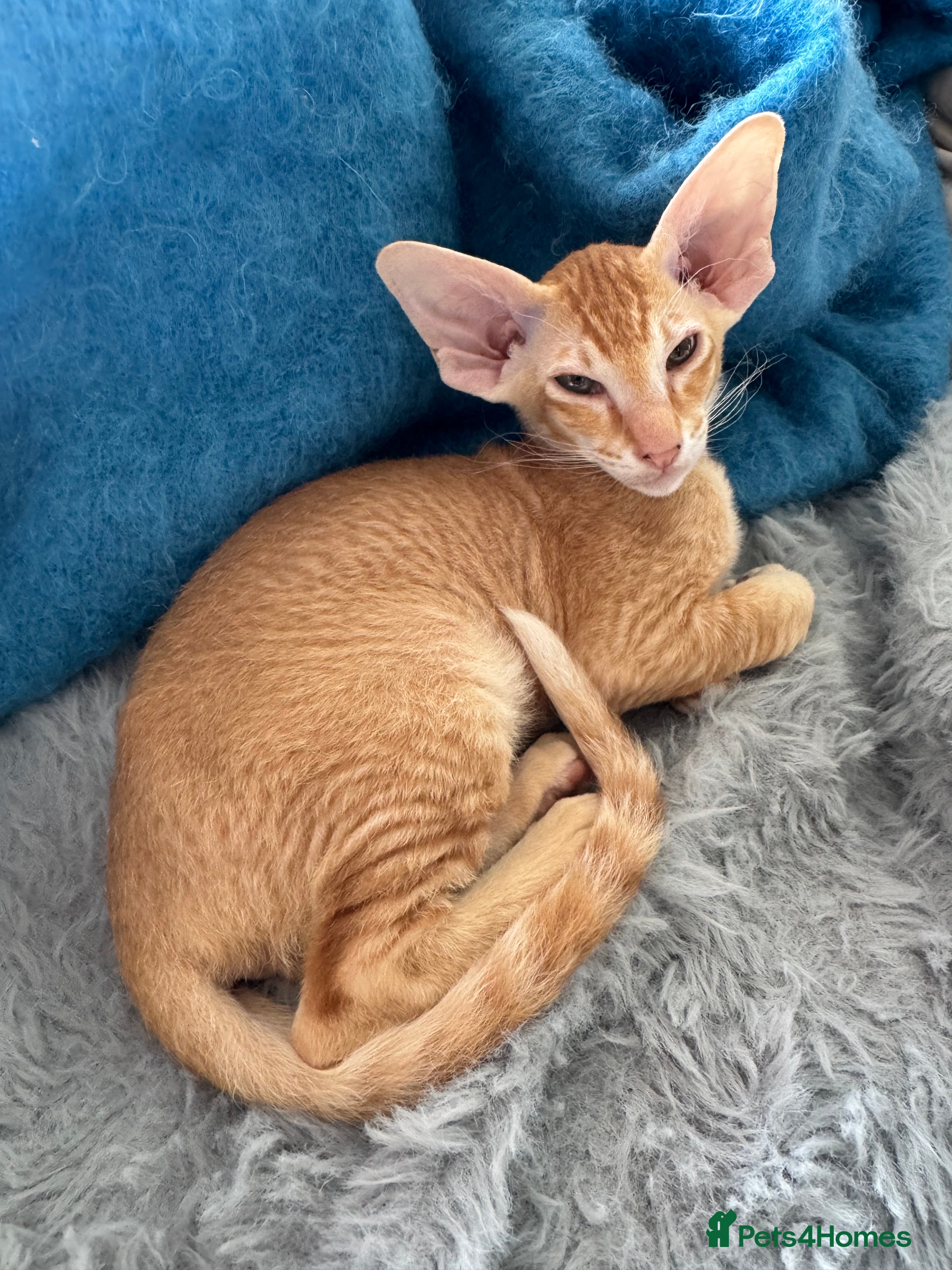 Peterbald cats Pedigree registered TICA kittens - Advert 2