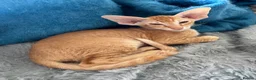 Peterbald cats for sale: Pedigree registered TICA kittens - Advert 4