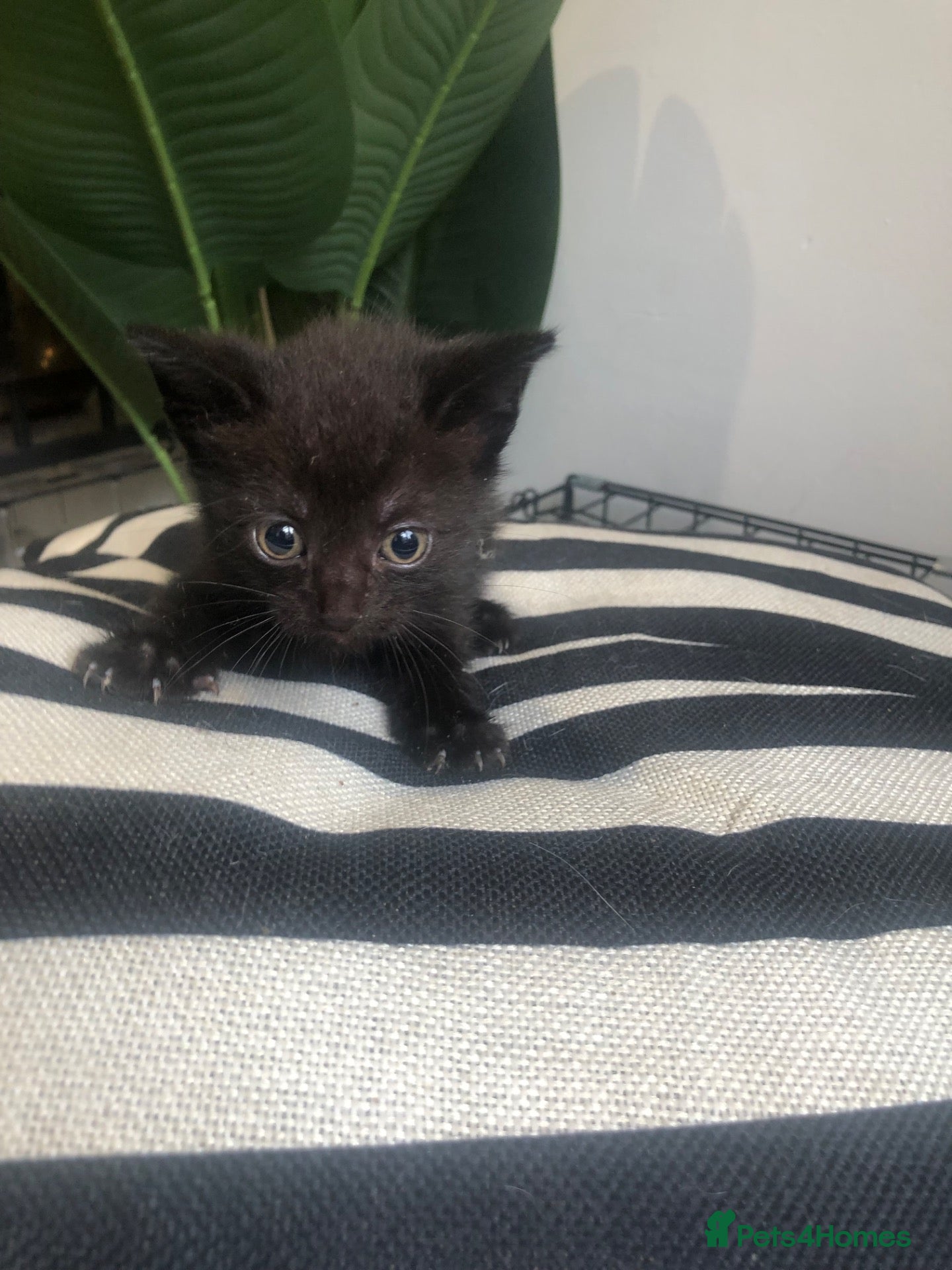 Khao Manee cats PANTHEREQUE KITTY seeking forever home.  - Advert 6