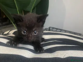 Khao Manee cats PANTHEREQUE KITTY seeking forever home. - Advert 6
