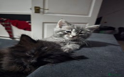 Mixed Breed cats for sale: Beautiful kittens for sale - Advert 5