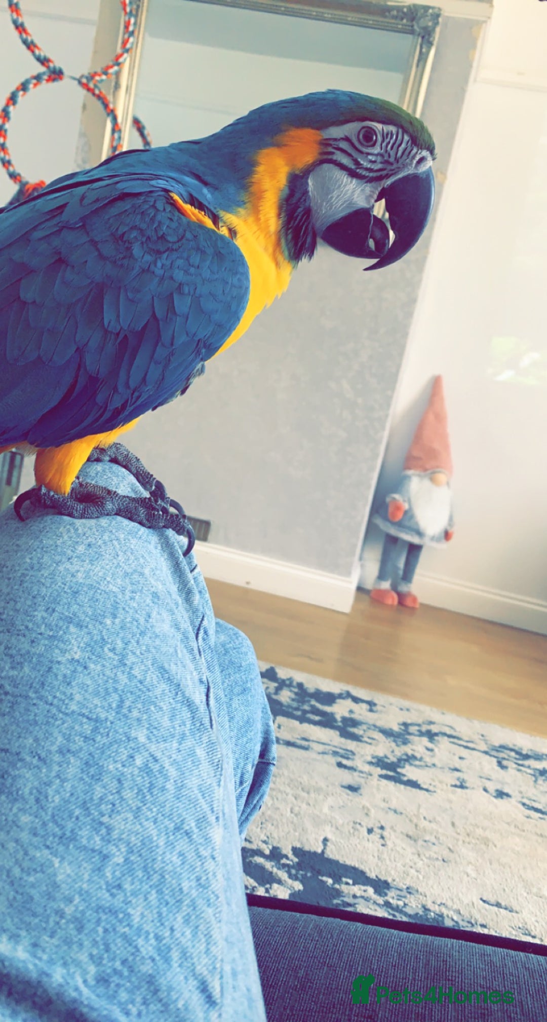 Macaws birds for sale: Buddy the macaw  - Image 5