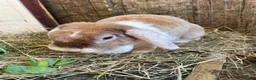 Mini Lop rabbits for sale: Adult Females + Males & Baby Male Rabbits  - Advert 4