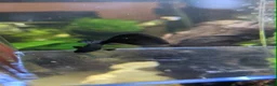 Other/Mixed Breed fish for sale: Guppy  - Advert 3