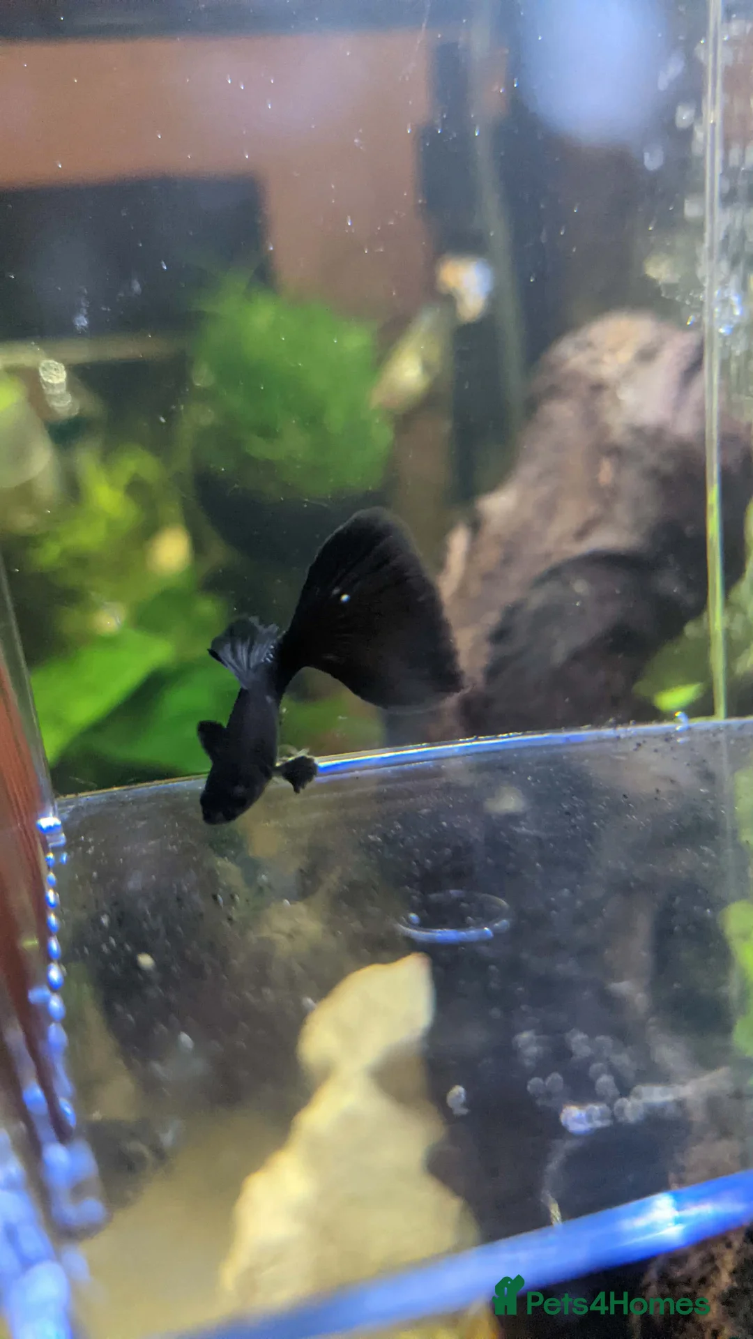 Other/Mixed Breed fish for sale: Guppy  - Advert 3