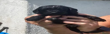 Cockapoo 3
