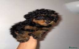 Cavapoo dogs for sale: Miniature cavapoos  - Image 3