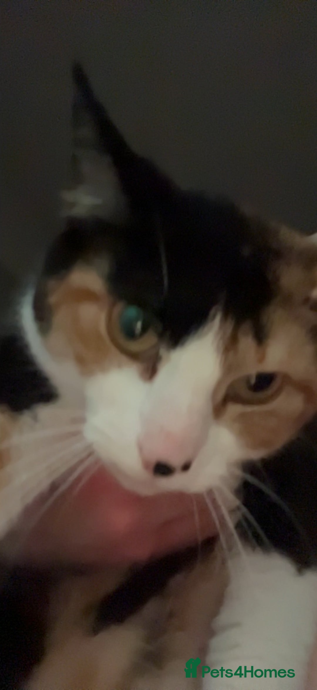 Mixed Breed cats for sale: Calico Kittens  - Image 8