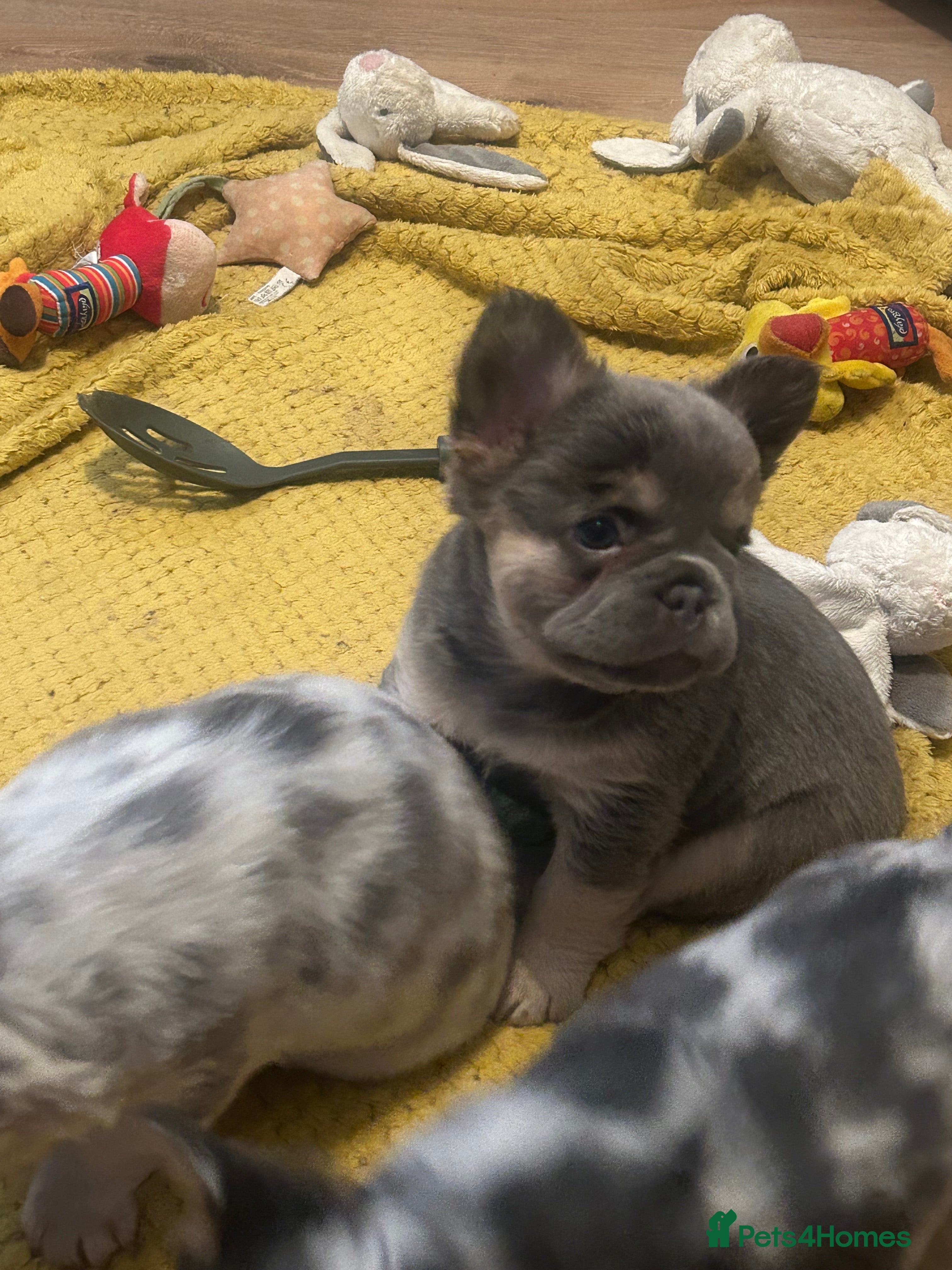 French Bulldog dogs fluffy french bulldogs - Advert 15