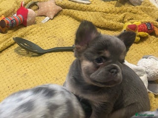 French Bulldog dogs fluffy french bulldogs - Advert 15