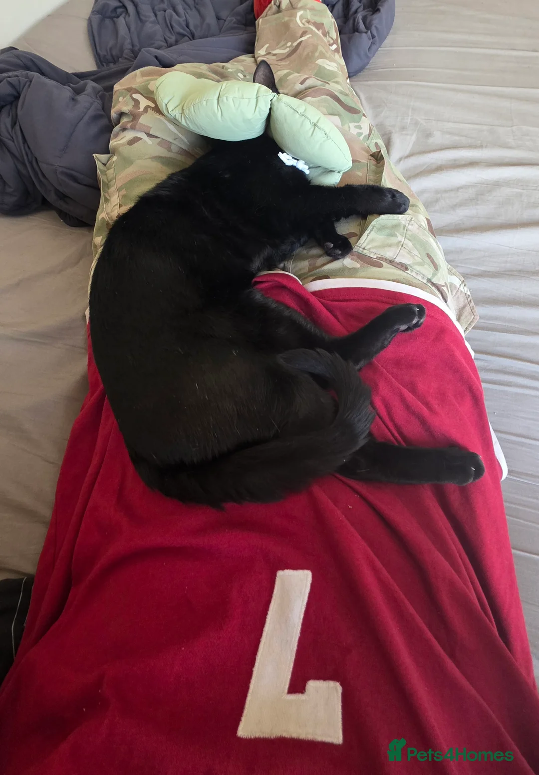 Domestic Shorthair cats for sale: Odin, male 5 yo - Advert 2