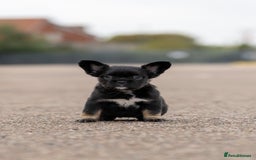 French Bulldog dogs for sale: French Bulldogs ready to leave - Image 9