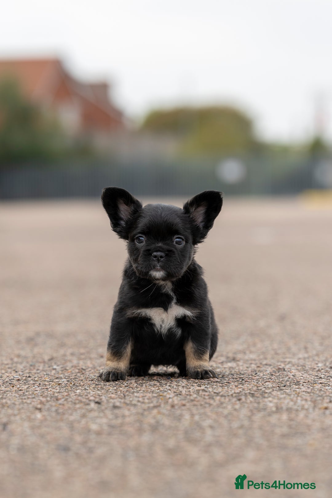 French Bulldog dogs for sale: French Bulldogs ready to leave - Image 9