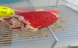 Hamster rodents for sale: Beautiful Syrian hamster - Image 12