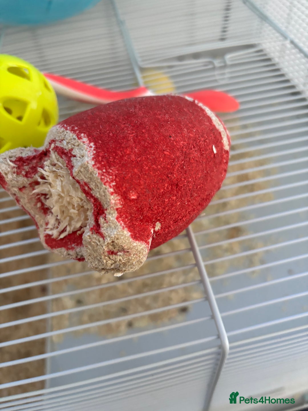 Hamster rodents for sale: Beautiful Syrian hamster - Image 12