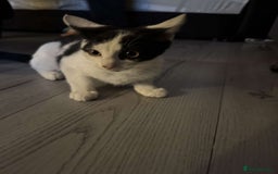 Mixed Breed cats for sale: Kitten for sale male  - Image 1