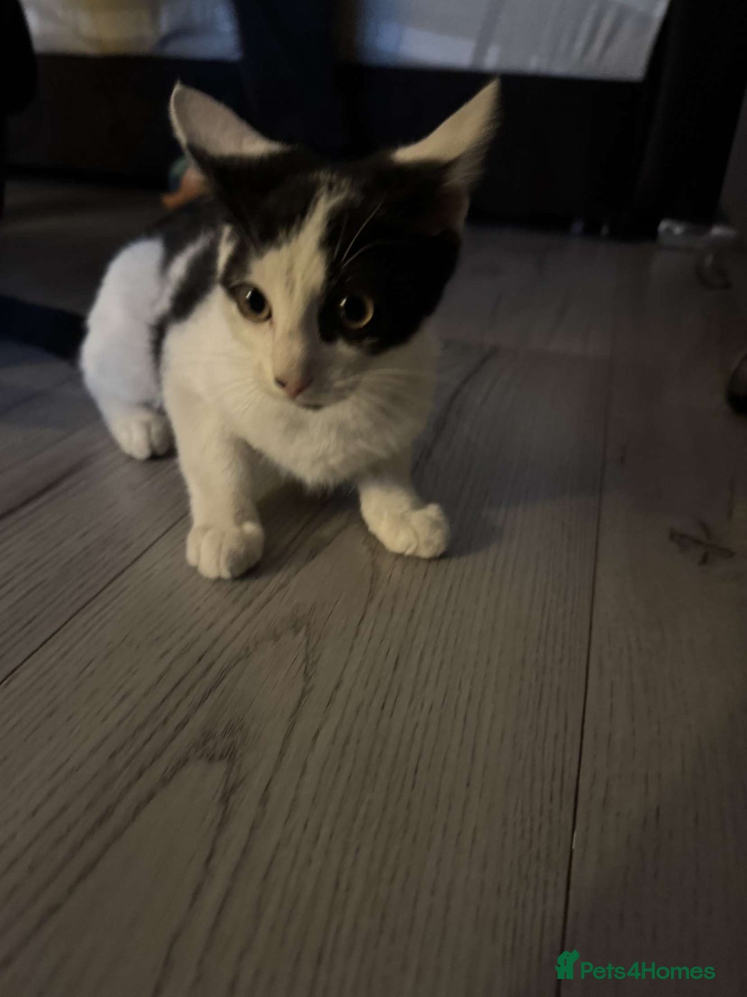 Mixed Breed cats for sale: Kitten for sale male  - Image 1