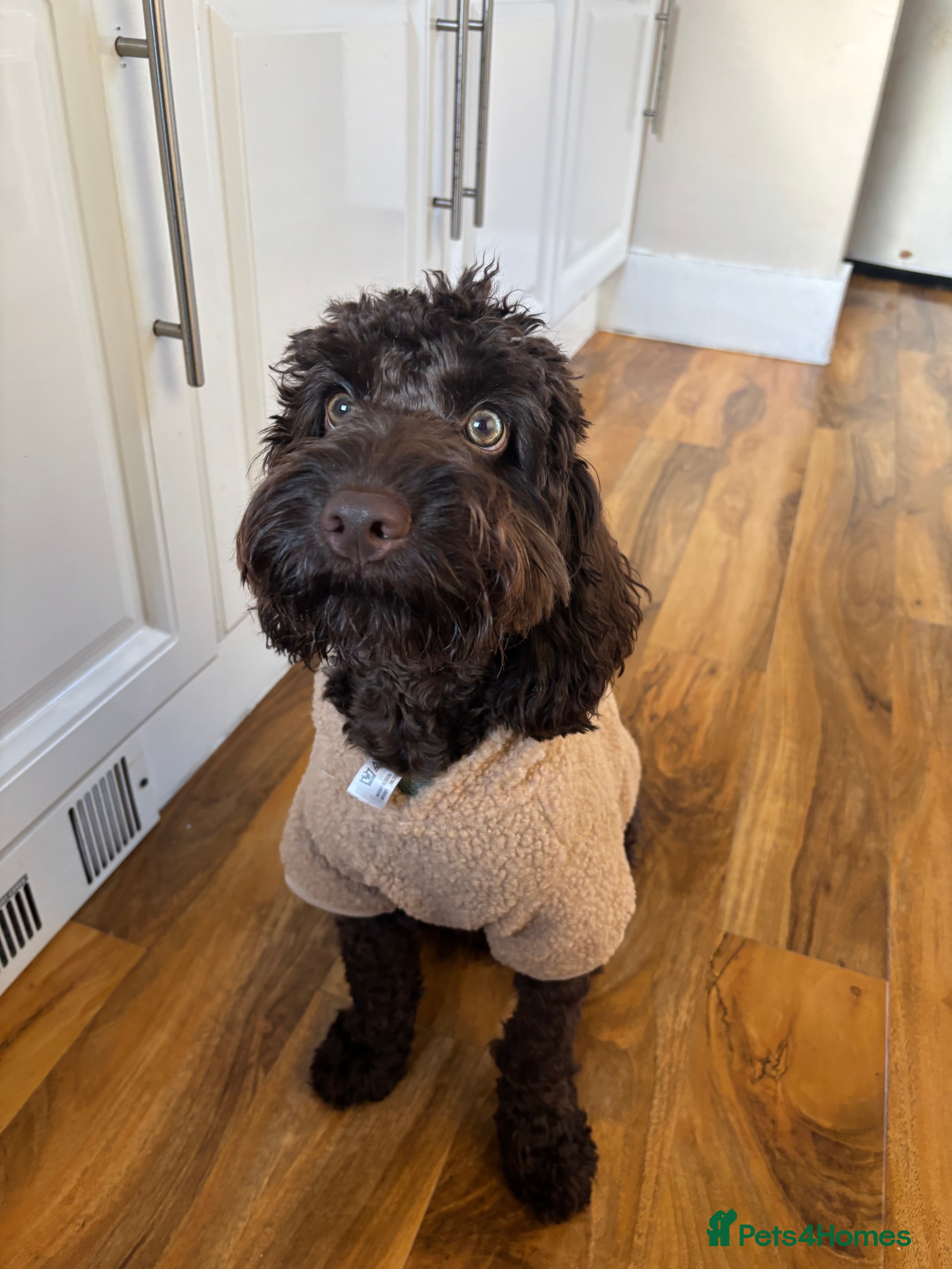 Cockapoo dogs Miniature Chocolate Cockapoo - 10 Months - Advert 1